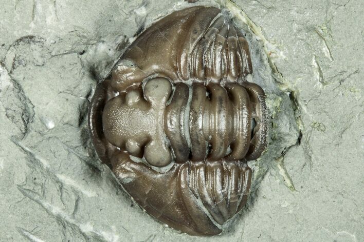 Bargain, Wide Enrolled Flexicalymene Trilobite - Indiana #289985